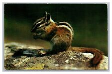 The Chipmunk Woods Mountain Inhabitant Postcard Posted Newman, IL Illinois 1957 picture