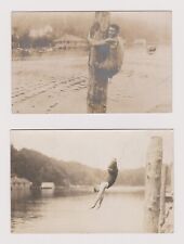 2 Early Charles Zibelman Real Photo Postcard Zimmy The Human Fish 1913 Tampa Fla picture