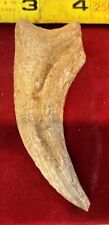 Spinosaurus Claw 3 1/4” 97 Million Years Old picture