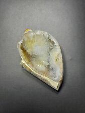 Natural Druzy shell Agate Fancy Loose Gemstone  spiralite sea shell 48×30×18MM picture