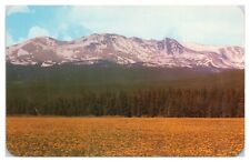 Vintage Mt. Massive from Flower Carpeted Meadow CO Postcard Unposted Chrome picture