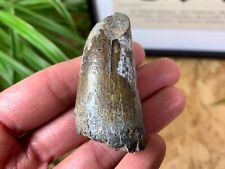 HUGE Sarcosuchus Tooth - 2.25 inch #07 - Elrhaz Fm, Niger, Crocodile Fossil picture