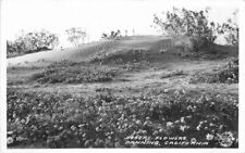 California Banning Desert Flowers Frasher 1940s RPPC Photo Postcard 22-2487 picture