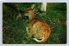 Baby Deer Postcard PM Adel GA Georgia Cancel WOB Note Tichnor VTG Vintage 2c picture