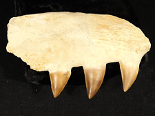 100 Million Year Old Mosasaurus JAW Bone Fossil With THREE Fossil TEETH 94.5gr picture