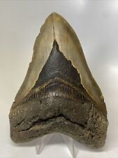 Megalodon Shark Tooth 5.74” Huge - Authentic Fossil - Natural 14144 picture