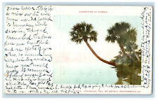 1904 Palmettoes of Florida FL Daytona FL Detroit Photographic Co. PMC Postcard picture