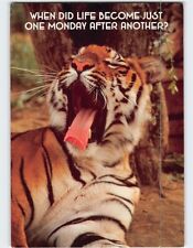 Postcard When Did Life Became Just One Monday After Another? Tiger Yawning Photo picture