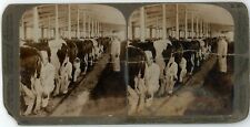 c1890's Real Photo Stereoview Card Milking Cows Dairy Fairfield New Jersey picture