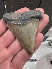 Huge Great White Fossil Shark Tooth picture