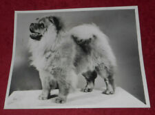 1957 Press Photo Champion Chow Dog Al-Edi's Sensation H Foster Howell Michigan picture