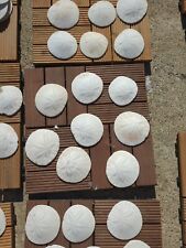  SAND DOLLARS From San Francisco Ocean Beach (3-4inches Wide) (Set Of 6) picture