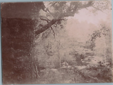 France, Avallonnais, the oak of fear vintage albumen print albumin print picture