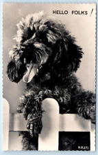 RPPC Poodle Dog 'Hello Folks' Portrait Postcard picture