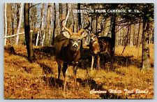 Vintage Postcard Greetings from Cameron West Virginia Deer G11 picture