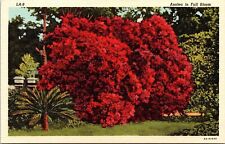 Azalea Flower Bush Full Bloom Louisiana Tropical Plantlife Linen Postcard picture