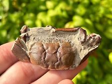 China Fossil Crab Rare Cenozoic Age Crustacean Chinese Fossils picture