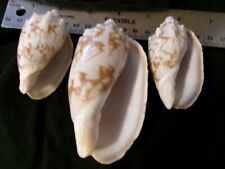 3 Seashells Conus genus-largest 4