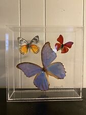 Vtg Signed 3 Mounted Butterflies in Acrylic Case W/Morpho Didius picture