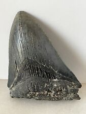 4 INCH REAL MEGALODON SHARK TOOTH FOSSIL. picture