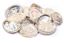 Midae Abalone Sea Shell One Side Polished Beach Craft 3