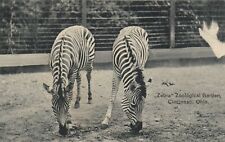Vintage Animal  Postcard  ZEBRAS  AT  ZOOLOGICAL GARDEN,  OHIO  UNPOSTED picture