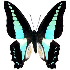 Graphium sarpedon ONE REAL BUTTERFLY BLUE UNMOUNTED WINGS CLOSED picture