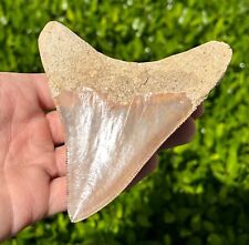 Indonesian Megalodon Sharks Tooth HUGE 4.1” Fossil Serrated Megladon Indonesia picture