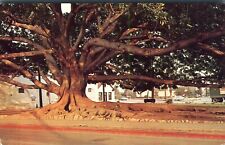 Moreton Bay Fig Tree Fiscus Macrophylla Santa Barbara California 1962 Postcard picture