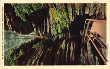 Vintage Postcard- The Fern Garden in Cold Water Canyon, Wisconsi UnPost 1930s picture