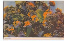 Stunning Bates~Hard to Find Lantana Flower 1930s Publ. in Hawaii Postcard-H1 picture