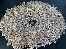Gorgeous Mini Sanibel Seashells Now 5 Oz picture