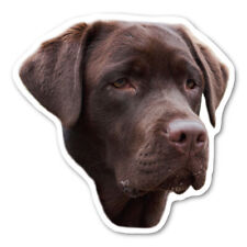 (Chocolate) Labrador Retriever  Magnet picture
