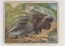 1909-11 Hassan Animals Series Tobacco T29 Animal Description Back Porcupine 3c7 picture