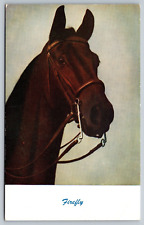 1950s Firefly Race Horse Brown Postcard Vintage Racing Post Card picture
