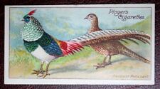LADY AMHERST'S PHEASANT   Vintage  1908 Illustrated Bird Card  CD20M picture