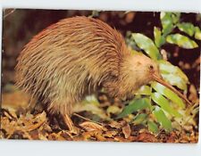 Postcard The Kiwi picture