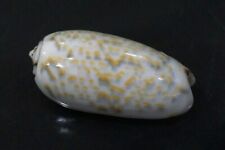 seashell Oliva tricolor 46.4 mm GEM nice olive collection  picture