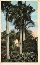Postcard FL Florida Tropical Scene Palms & Flowers White Border Vintage PC J4492 picture