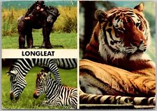 Postcard: The Majestic Lions of Longleat Safari Park, Wiltshire, England A97 picture