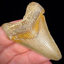 Ancestral Megalodon Shark Tooth (Otodus angustidens) 2.24