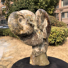 12.23LB TOP Natural Beautiful ammonite fossil conch Crystal specimen heals picture