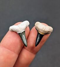Exquisite Pair Of Lower Bull Shark Teeth From Bone Valley Florida picture