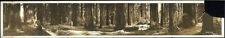 Photo:1912 Panoramic: Redwoods Gods handiwork picture