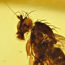 Amazing Eye Facets Dolichopodidae (Fly), Fossil inclusion in Baltic Amber picture