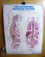 THE AUTONOMIC NERVOUS SYSTEM 36x26 Laminated Chart Anatomical Art Orthoflex RARE picture