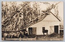 Postcard RPPC Exaggerated Land Big Corn Roof Barn Farm Cows Horse c1911 J1 picture