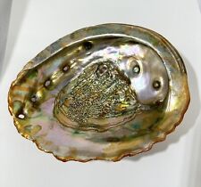 Vintage 60s California Red Abalone Shell Polished Large 7.5” x 6” picture