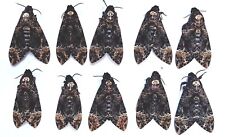10 (All Female) Real Acherontia atropos Death Head Moth, A1, Wing Lose picture