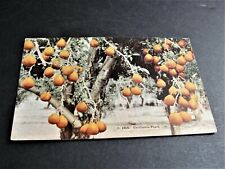 C. 1054, California Pears-1900s Unposted Postcard. RARE. picture